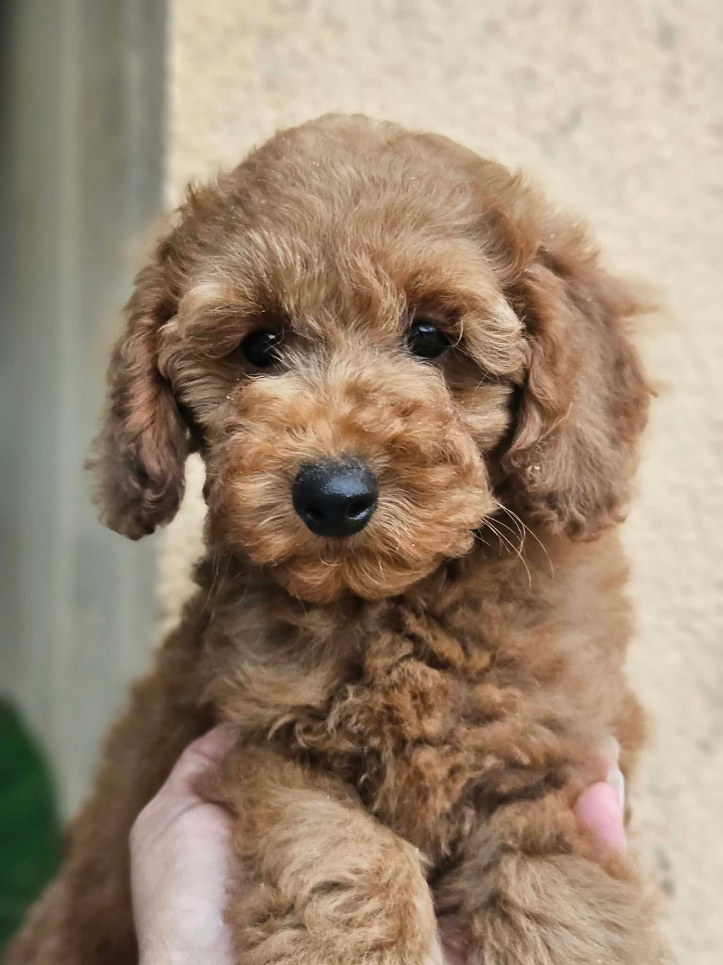 de l'Angelarde - Chiots disponibles - Caniche