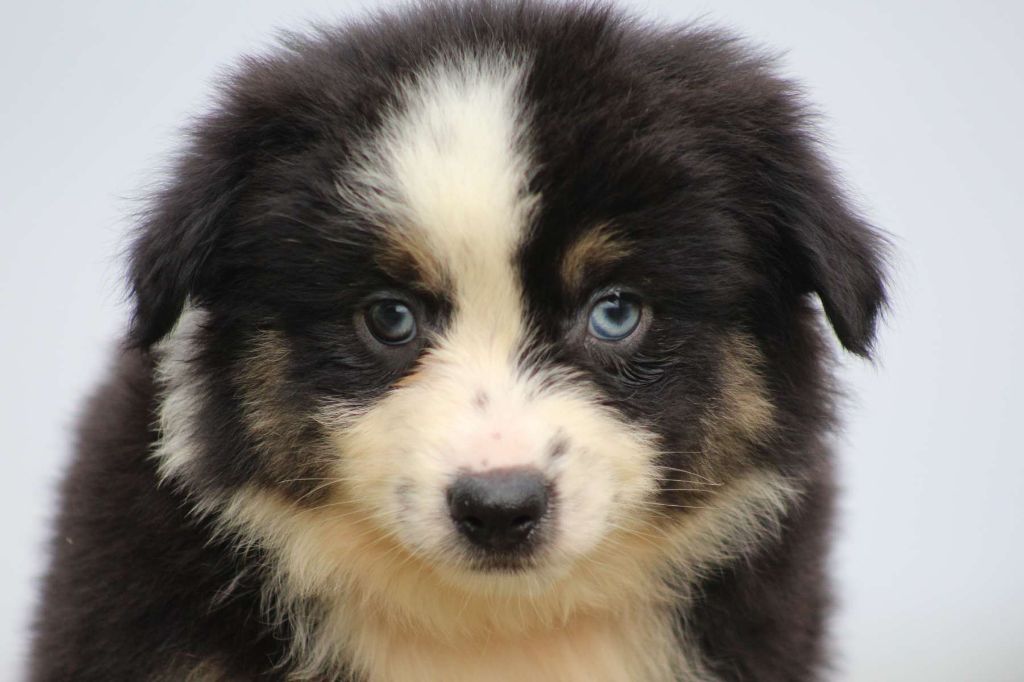 de l'Angelarde - Chiots disponibles - Berger Américain Miniature 
