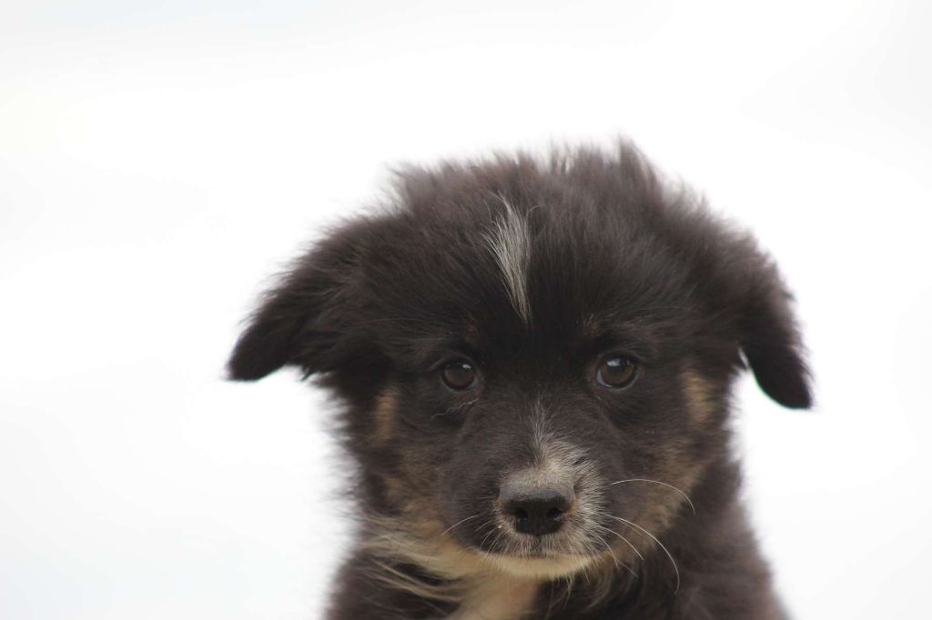 de l'Angelarde - Chiots disponibles - Berger Américain Miniature 