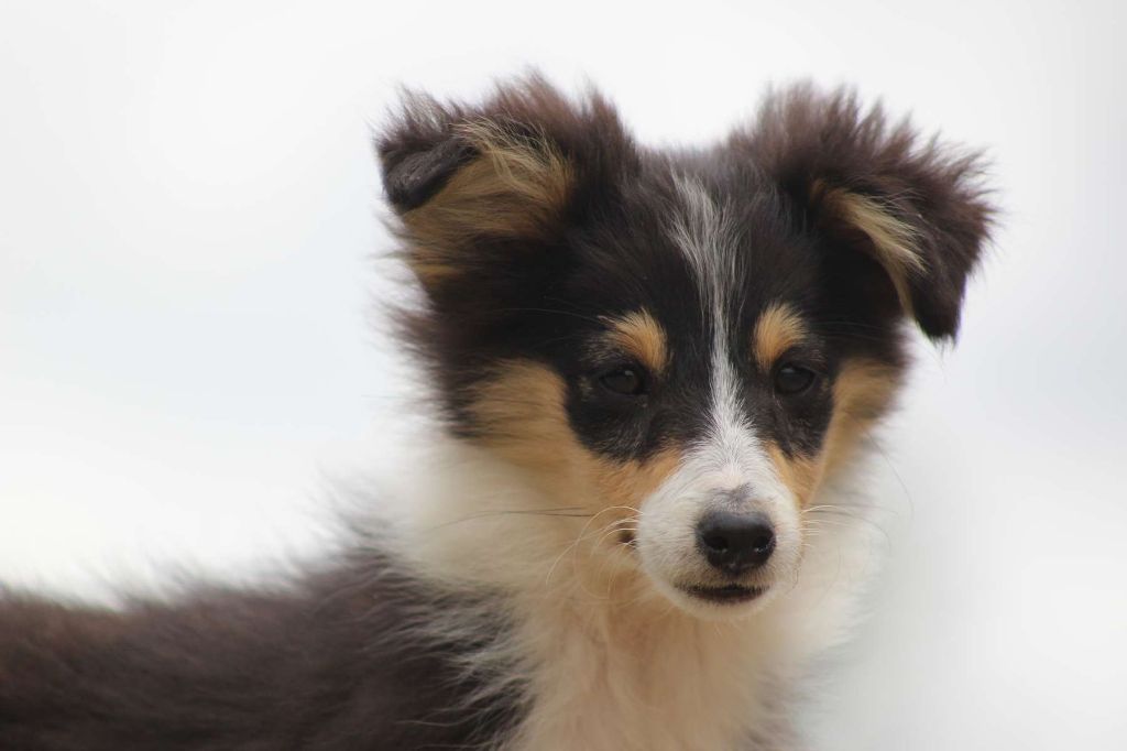de l'Angelarde - Chiots disponibles - Shetland Sheepdog