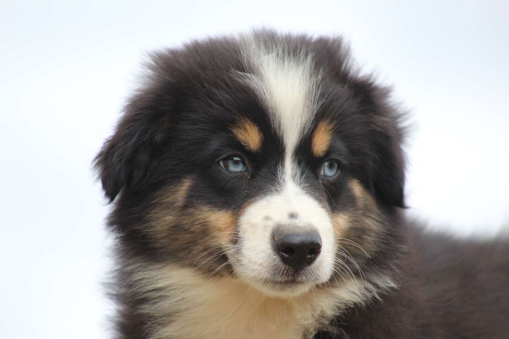 de l'Angelarde - Chiots disponibles - Berger Américain Miniature 