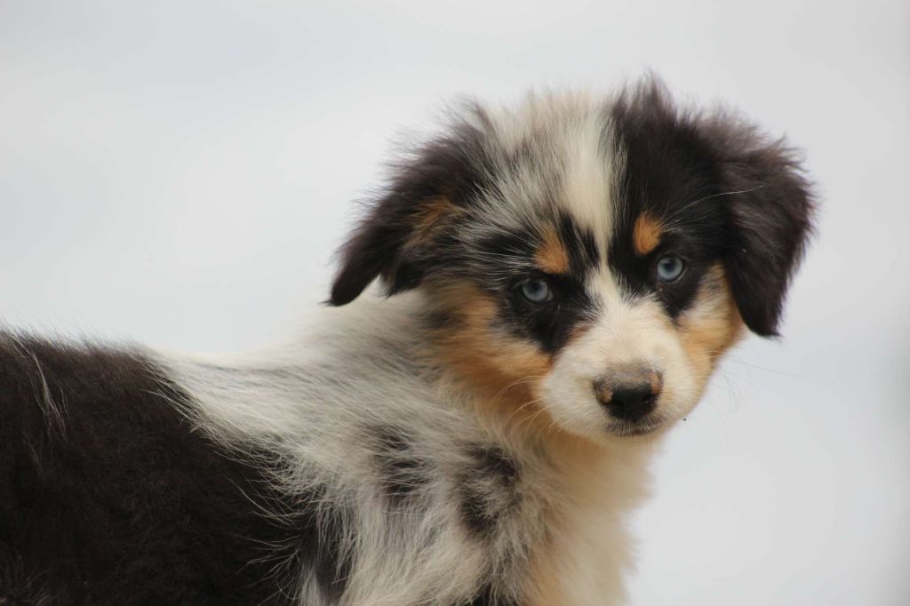de l'Angelarde - Chiots disponibles - Berger Américain Miniature 