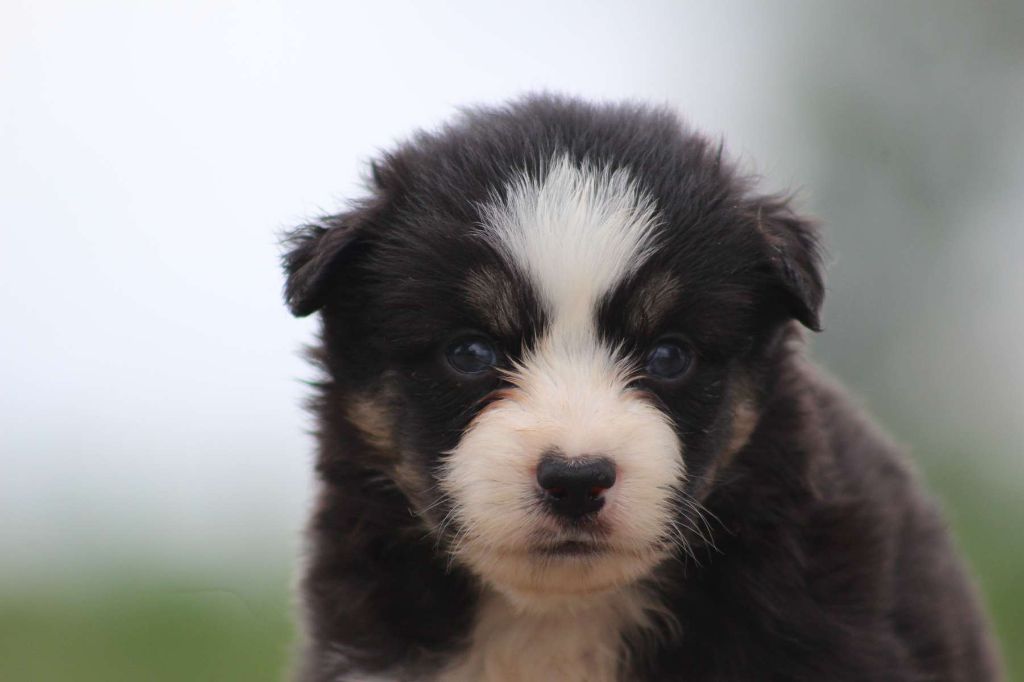 de l'Angelarde - Chiots disponibles - Berger Américain Miniature 