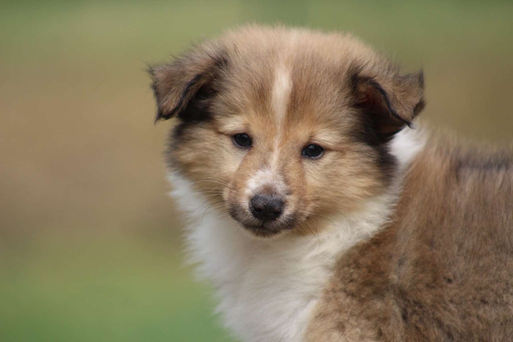 de l'Angelarde - Chiots disponibles - Shetland Sheepdog