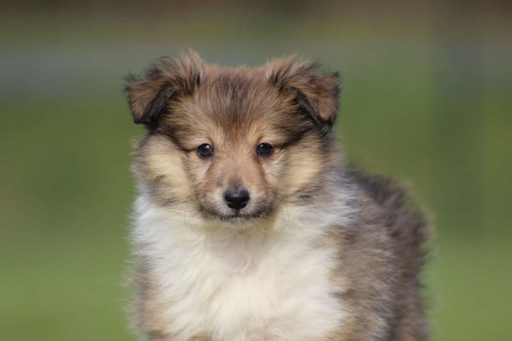 de l'Angelarde - Chiots disponibles - Shetland Sheepdog