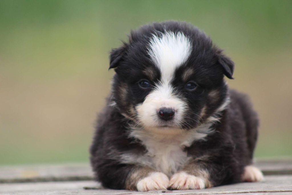 de l'Angelarde - Chiots disponibles - Berger Américain Miniature 