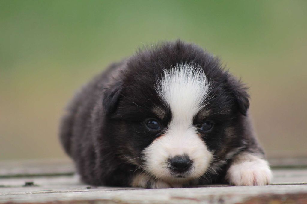 de l'Angelarde - Chiots disponibles - Berger Américain Miniature 