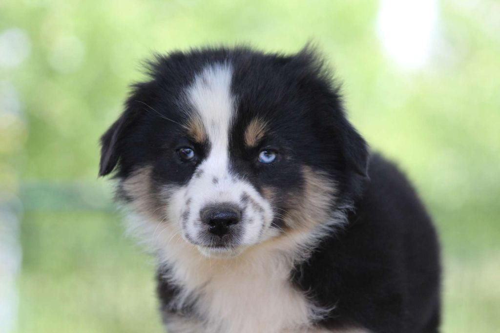 de l'Angelarde - Chiots disponibles - Berger Américain Miniature 