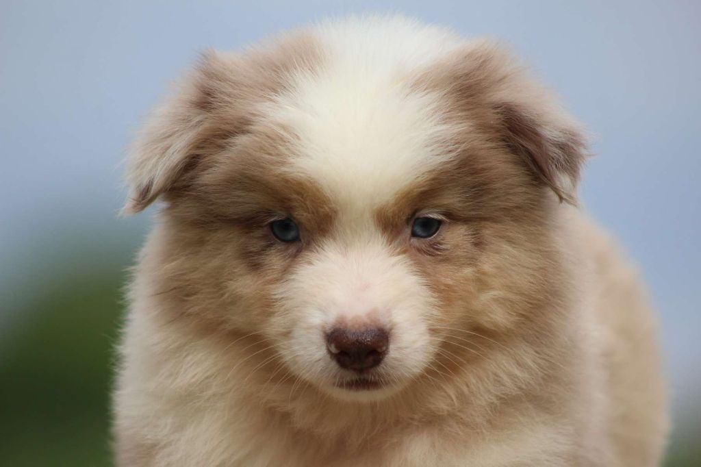 de l'Angelarde - Chiots disponibles - Berger Américain Miniature 