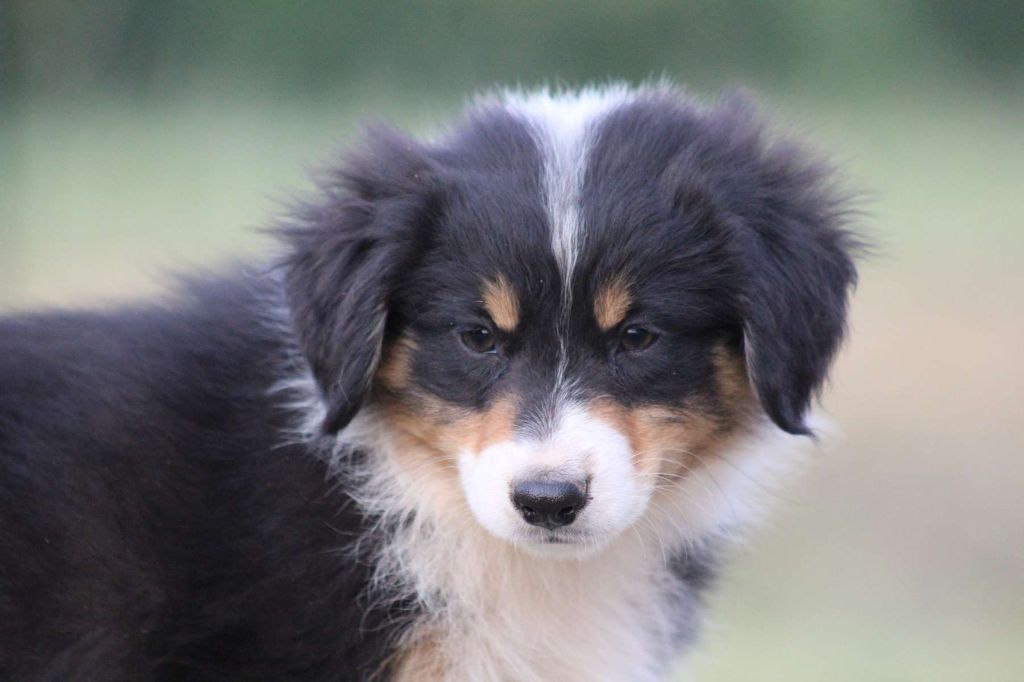de l'Angelarde - Chiots disponibles - Berger Américain Miniature 