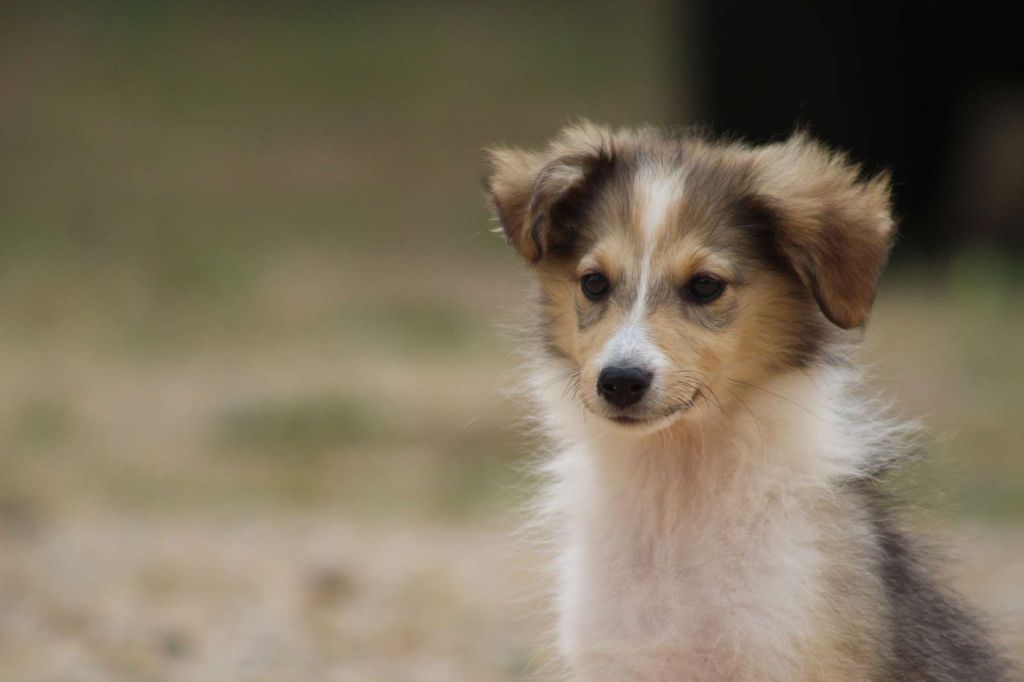 de l'Angelarde - Shetland Sheepdog - Portée née le 05/04/2025