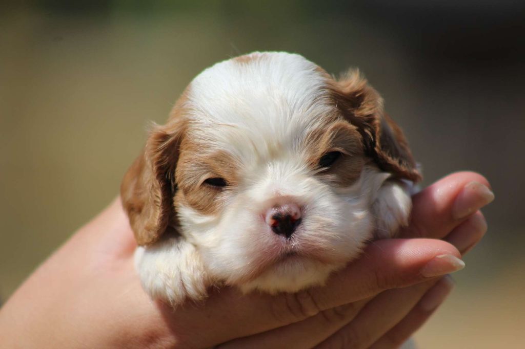 de l'Angelarde - Chiots disponibles - Cavalier King Charles Spaniel