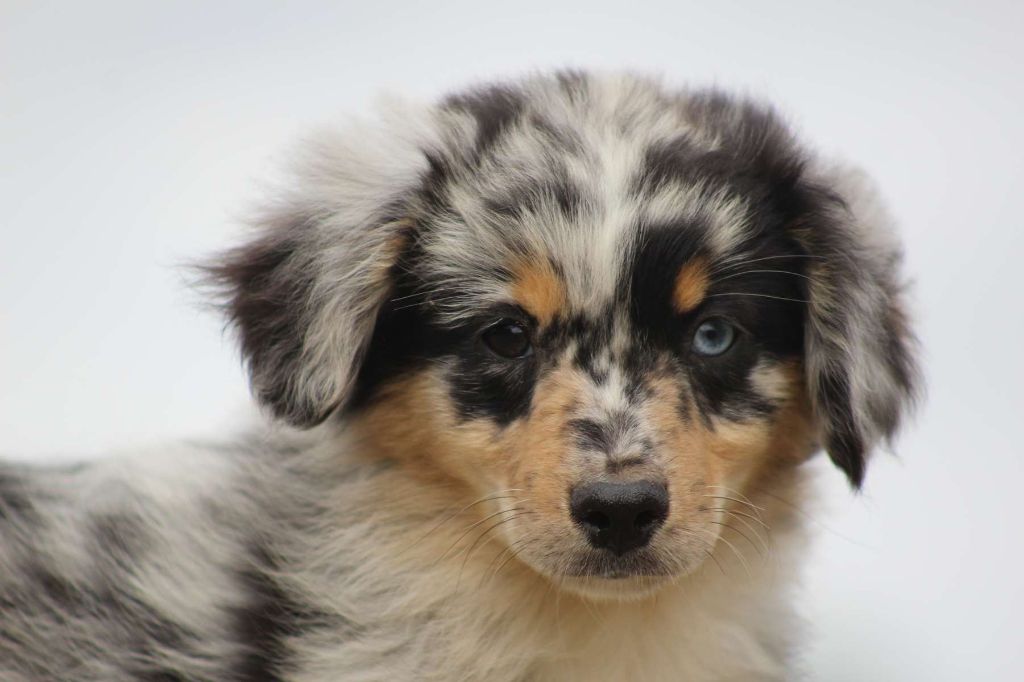 de l'Angelarde - Chiots disponibles - Berger Américain Miniature 