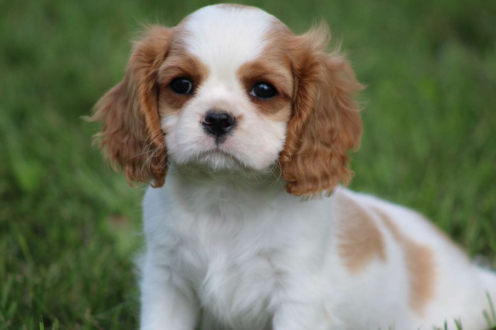de l'Angelarde - Chiots disponibles - Cavalier King Charles Spaniel