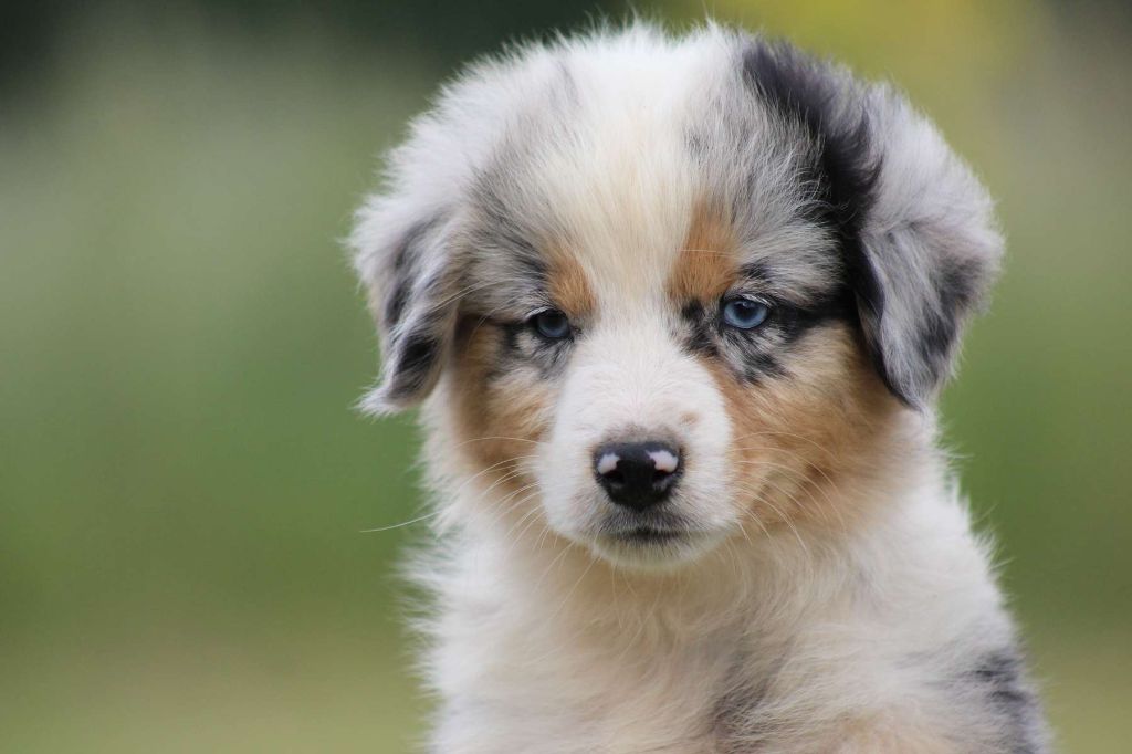 de l'Angelarde - Chiots disponibles - Berger Américain Miniature 