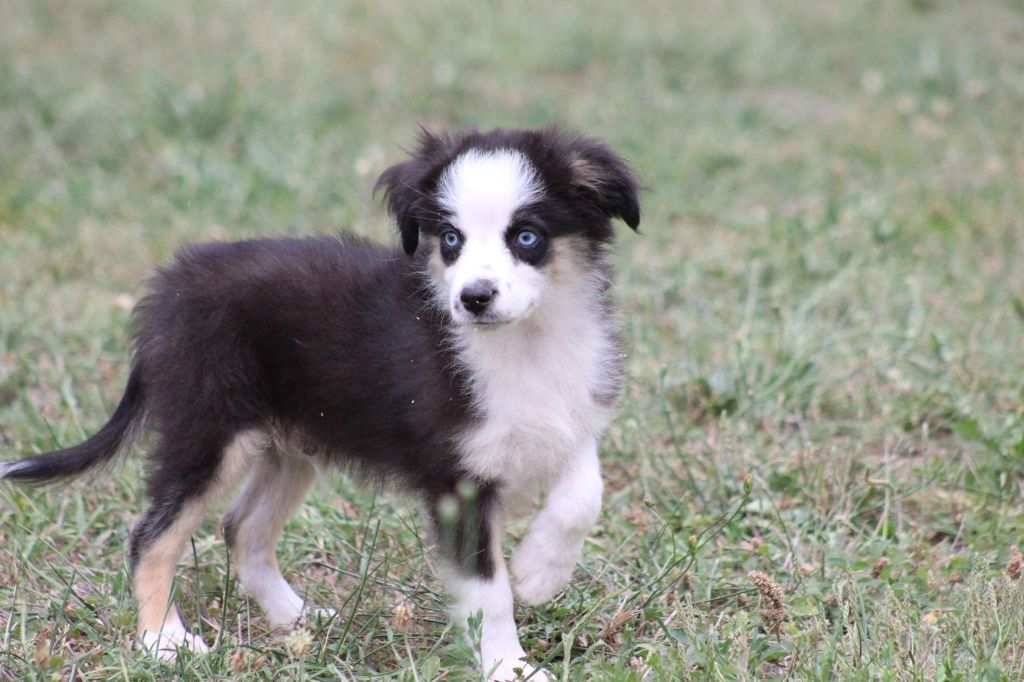 de l'Angelarde - Chiots disponibles - Berger Américain Miniature 