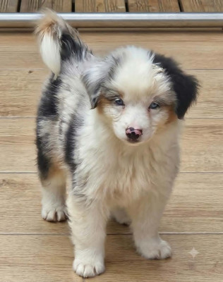 BENGY