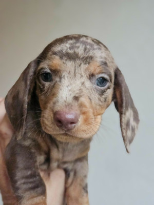 Chiot N°2