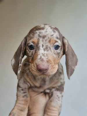 Chiot N°3