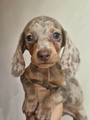 Chiot N°4