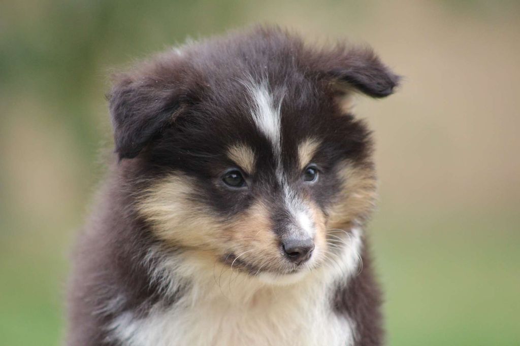 de l'Angelarde - Chiots disponibles - Shetland Sheepdog