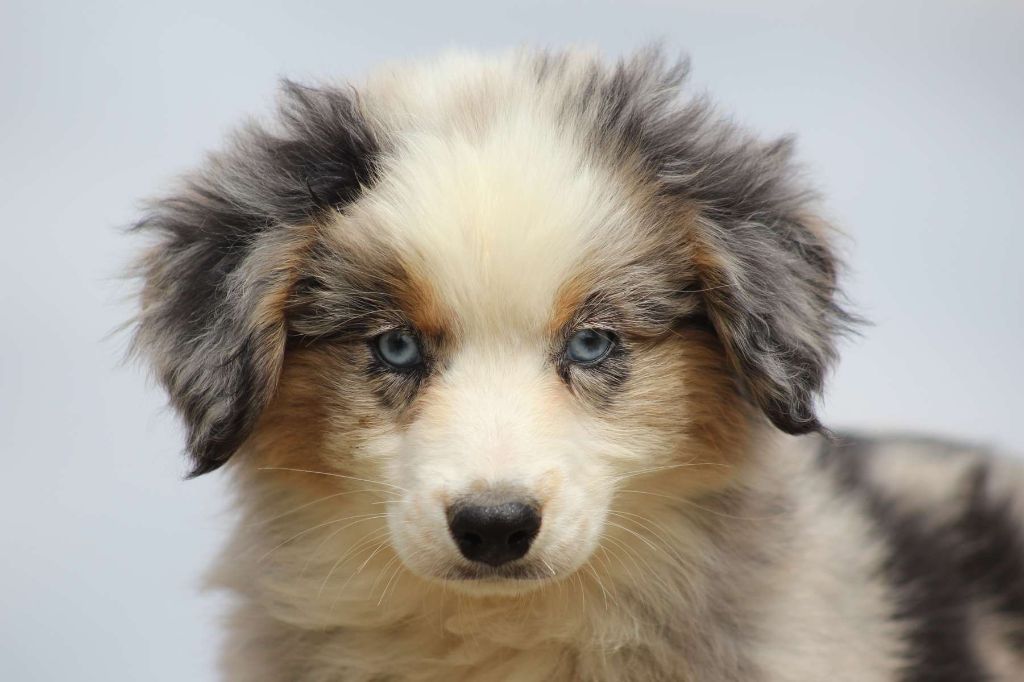 de l'Angelarde - Chiots disponibles - Berger Américain Miniature 
