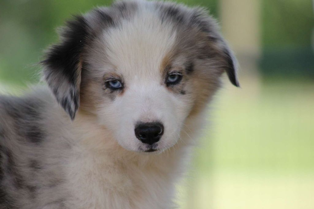 de l'Angelarde - Chiots disponibles - Berger Américain Miniature 