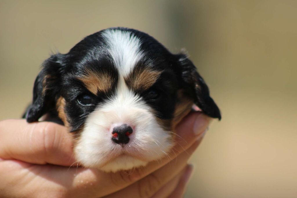 de l'Angelarde - Chiots disponibles - Cavalier King Charles Spaniel