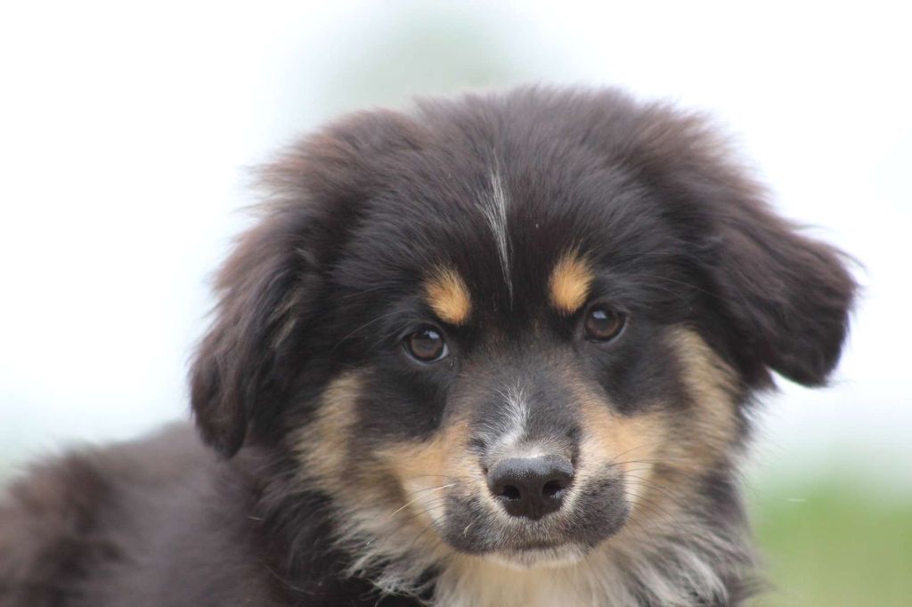 de l'Angelarde - Chiots disponibles - Berger Américain Miniature 