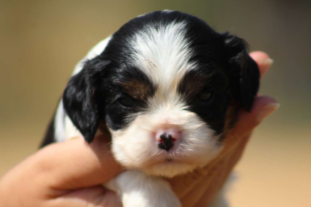 de l'Angelarde - Chiots disponibles - Cavalier King Charles Spaniel