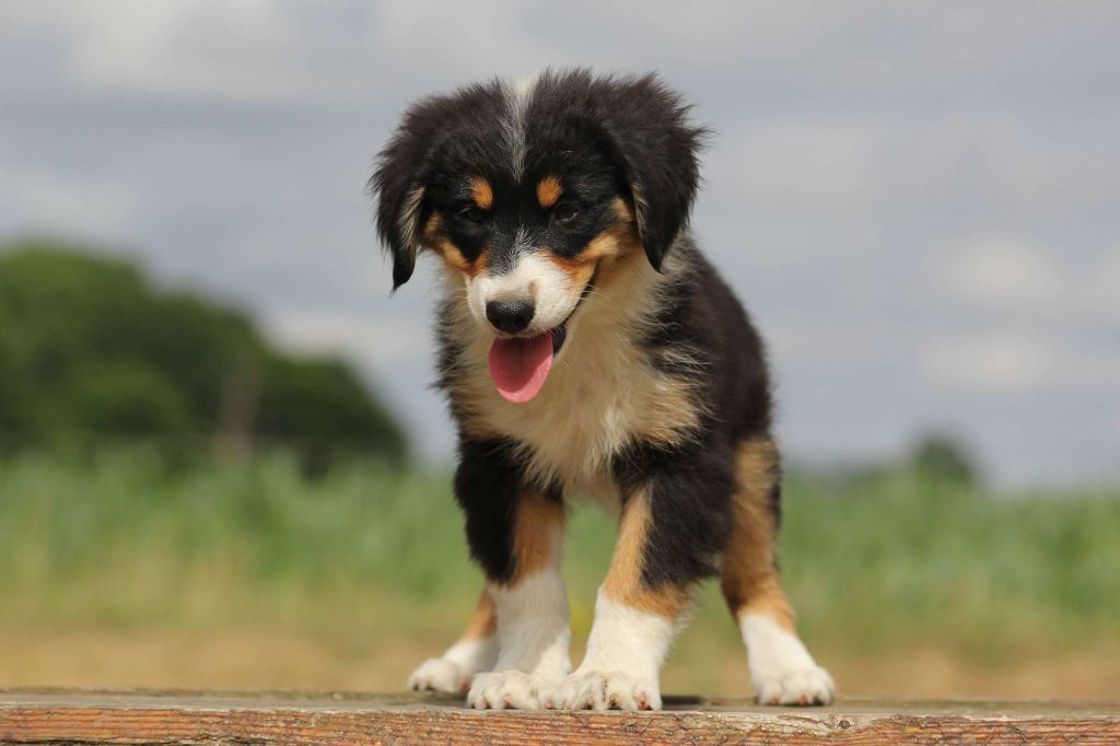 de l'Angelarde - Chiots disponibles - Berger Américain Miniature 