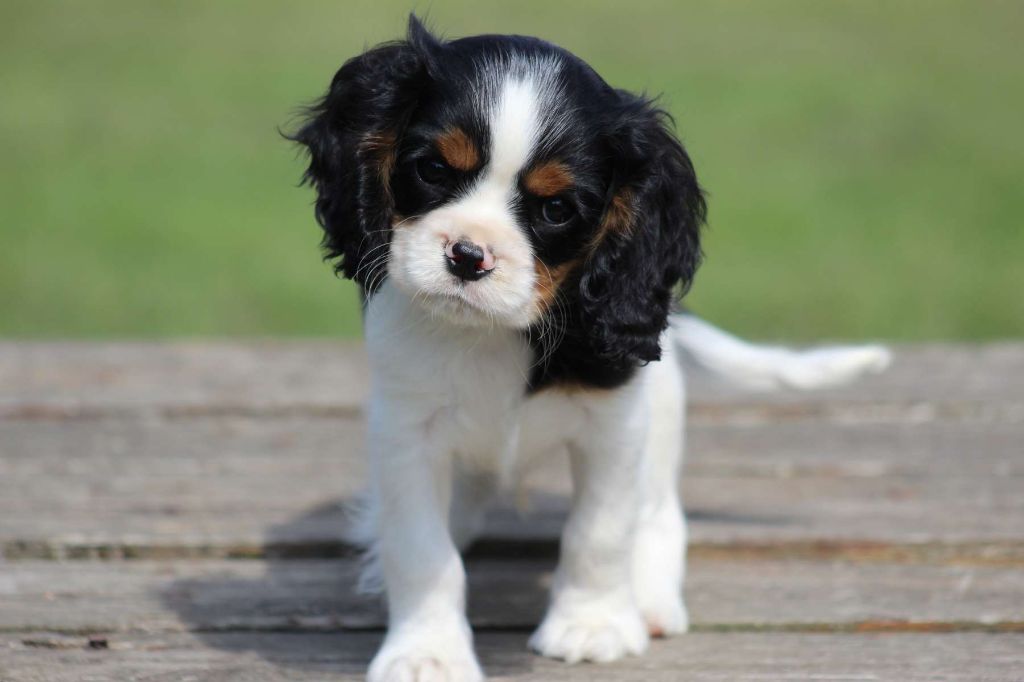 de l'Angelarde - Chiots disponibles - Cavalier King Charles Spaniel