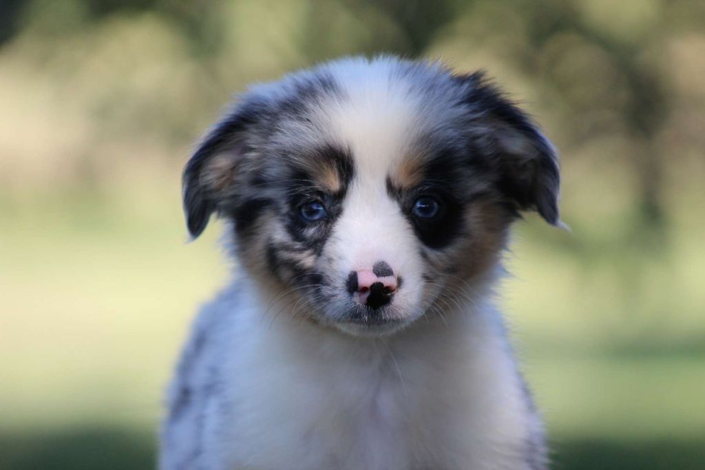 de l'Angelarde - Chiots disponibles - Berger Américain Miniature 