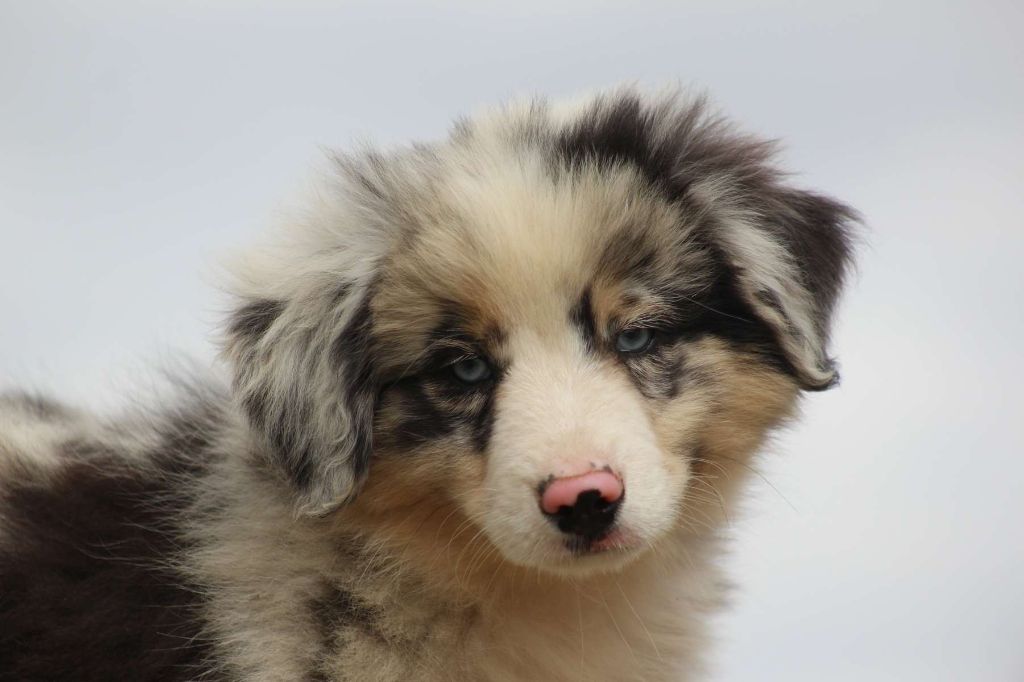 de l'Angelarde - Chiots disponibles - Berger Américain Miniature 