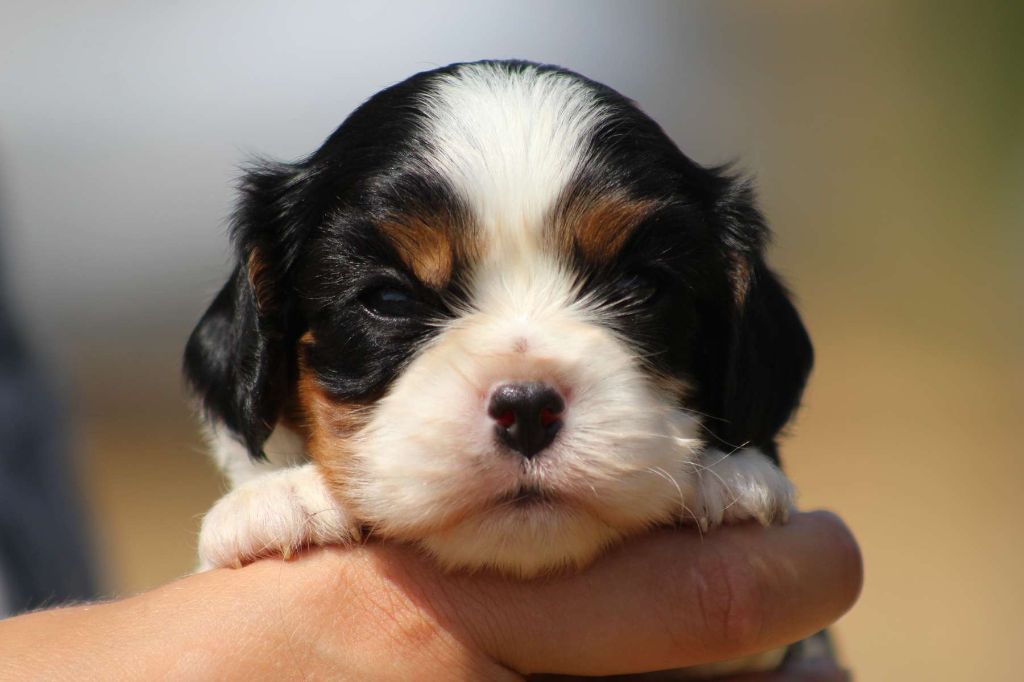 de l'Angelarde - Chiots disponibles - Cavalier King Charles Spaniel