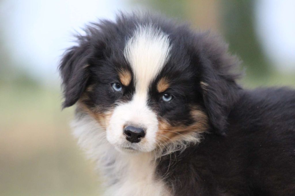 de l'Angelarde - Chiots disponibles - Berger Américain Miniature 
