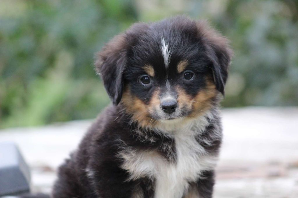 de l'Angelarde - Chiots disponibles - Berger Américain Miniature 
