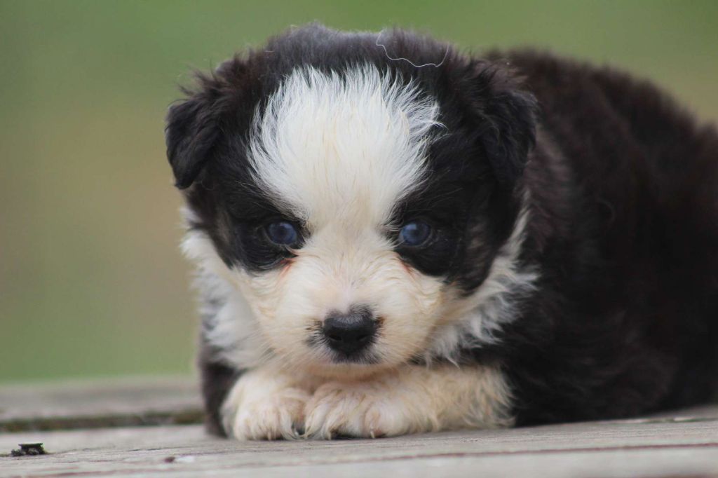de l'Angelarde - Chiots disponibles - Berger Américain Miniature 